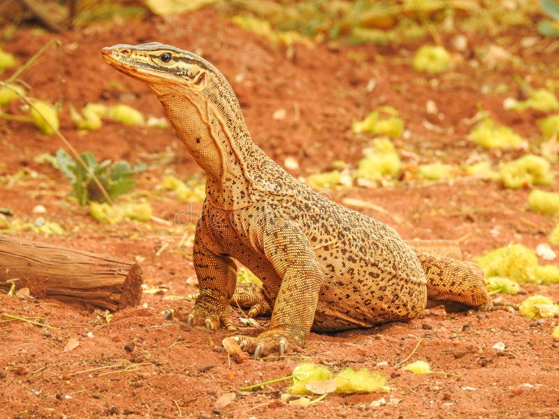 Sand Goanna in Western Australia