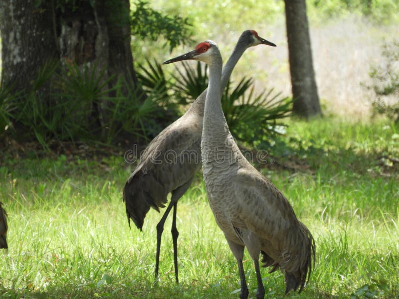 Sand Hill Crane Bird in the Forest of Central Florida Stock Image