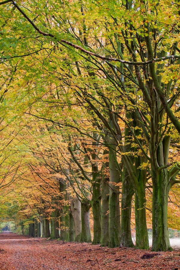 Sand lane with trees in autumn