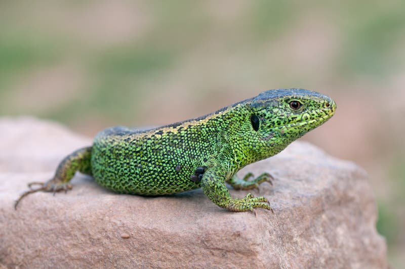 Sand lizard