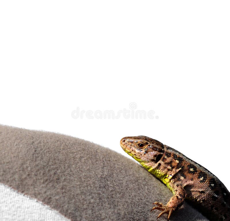 Sand lizard royalty free stock photos Sand lizard royalty free stock photos