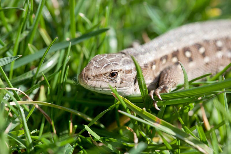 Sand Lizard in Close Up Lacerta Agilis Stock Photo Image of closeup