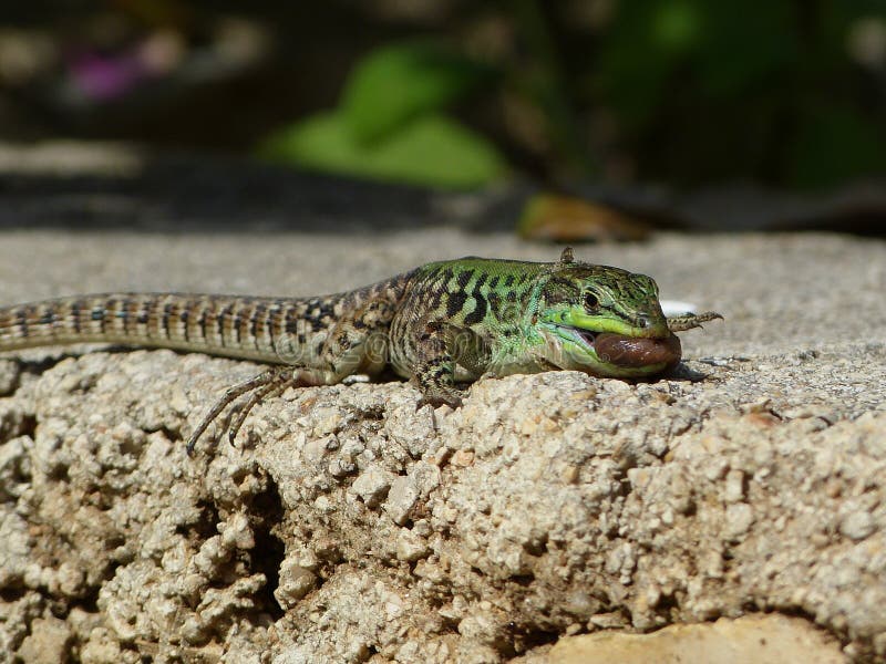 Sand Lizard Eats Earthworms Stock Photo Image of creep, hunt 57108854