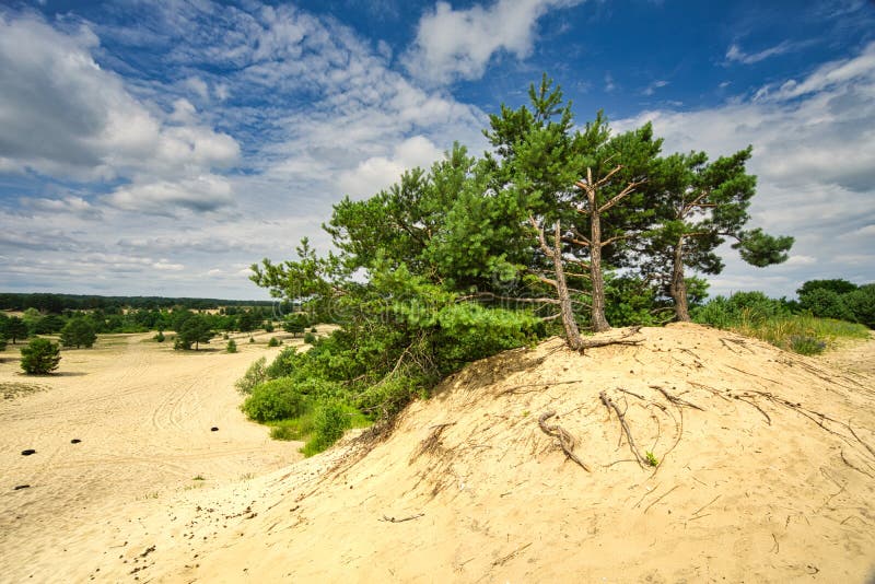 Sranecke piesky sands in Slovakia with pine trees - Slovakian Sahara