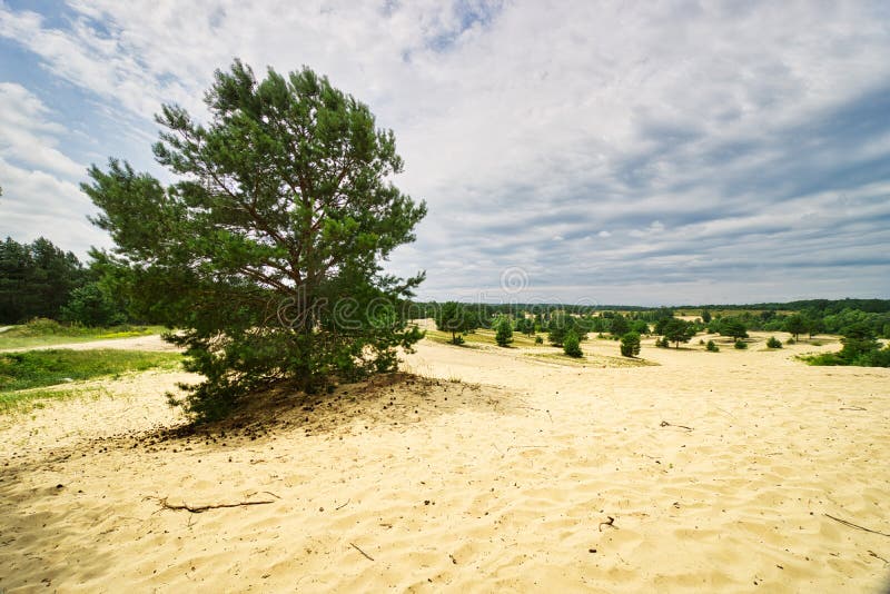 Šranecké piesky na Slovensku s borovicami - Slovenská Sahara