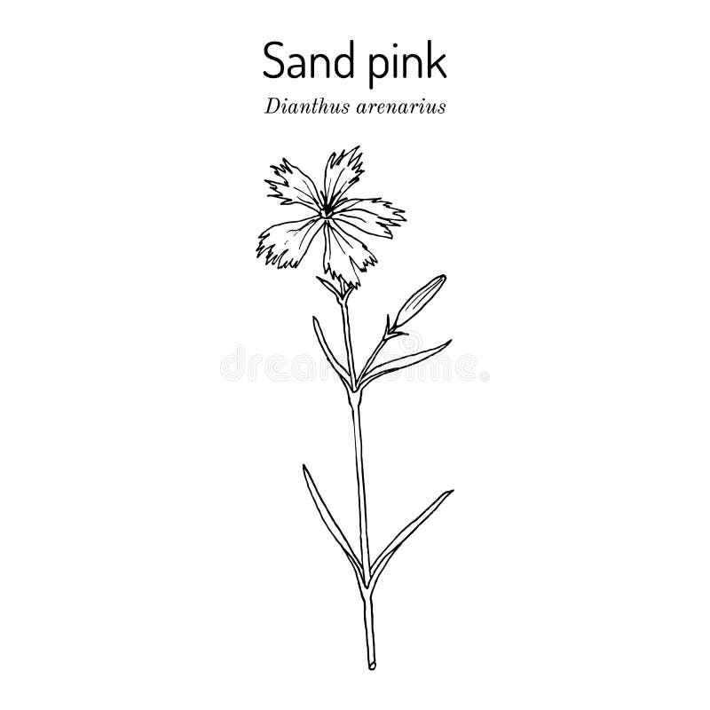 Dianthus Field Stock Illustrations – 62 Dianthus Field Stock ...