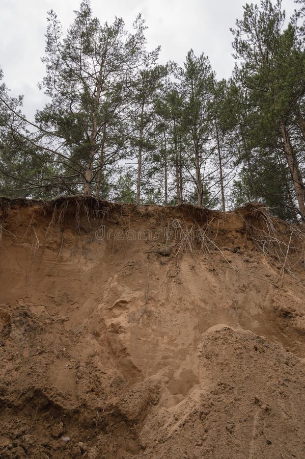 Sand Quarry in the Spring Pine Forest. Old Strong Pine Trees Sticking