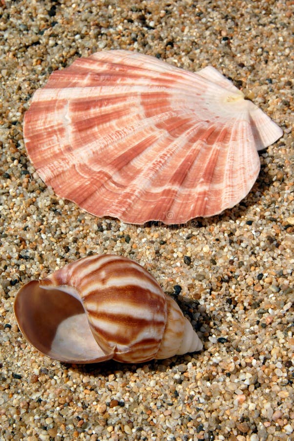 Lion's Paw and Periwinkle Seashells on Sand in Sunshine. Bivalve shell stock images, royalty-free photos and pictures