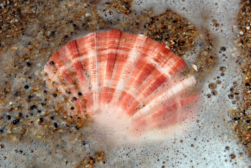 Lion's Paw Seashell in Sand and Water. Bivalve shell stock images, royalty-free photos and pictures