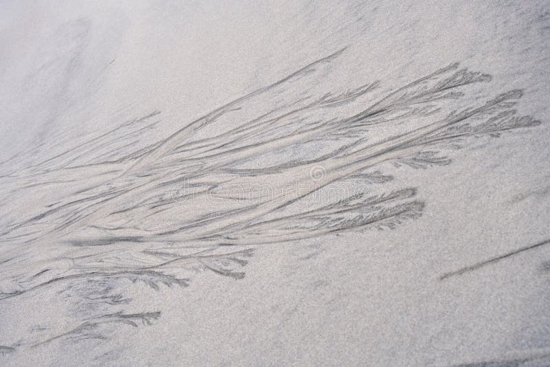 Delicate, dark patterns in fine, pale sand form intricate, branching designs resembling natural fractals or tree branches. Created by the interplay of wind and moisture, these filigree-like structures display a rich texture, with thin, linear extensions fanning out across the smooth surface. The subtle contrast between the soft sand and the darker patterns creates an abstract, organic appearance, showcasing nature's artistry on a beach landscape. Out line drawing tree stock images, royalty-free photos and pictures