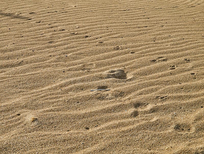 Sand texture with ripples and trail, close up detail, textured background