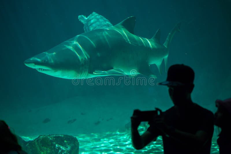 Sand tiger shark Carcharias taurus royalty free stock image Sand tiger shark Carcharias taurus royalty free stock image