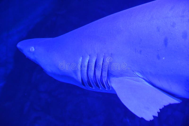 Sand Tiger Shark in Water stock image. Image of ocean - 229713251