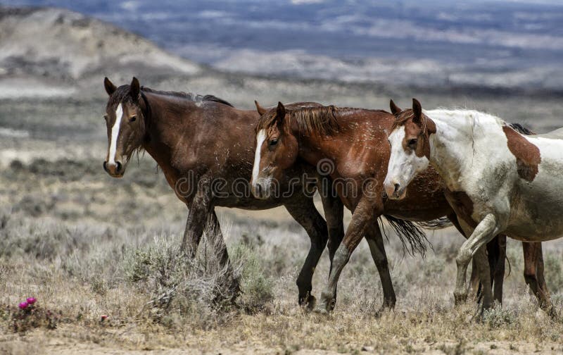 Three wild horses line up while walking through the desert. 
