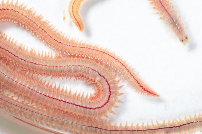 Sand Worm Perinereis Sp. is the Same Species As Sea Worms