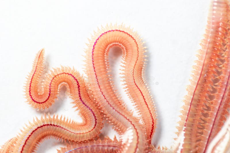 Sand Worm Perinereis Sp. is the Same Species As Sea Worms Polychaete Stock  Photo - Image of benthos, maritime: 143602452