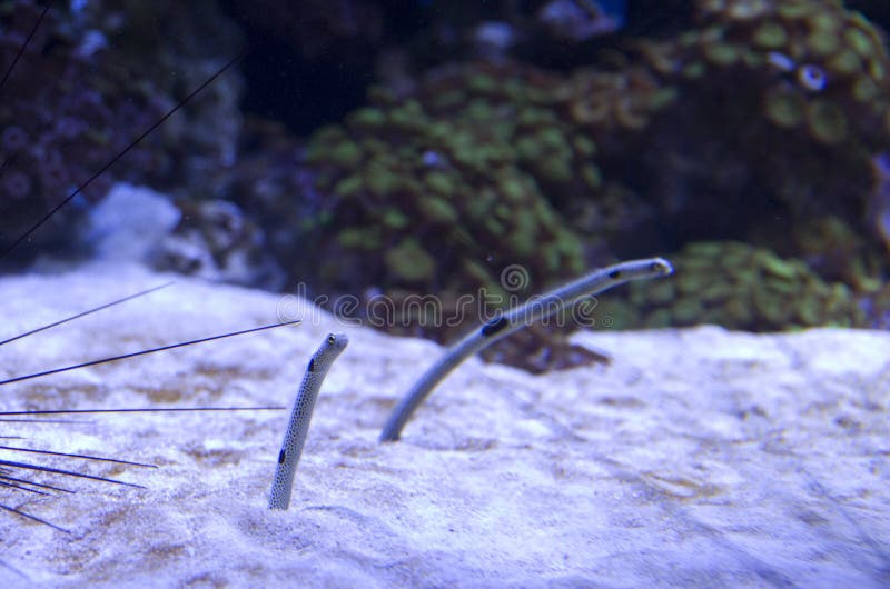 Sand Worms in Sea Water in Aquarium Stock Image - Image of