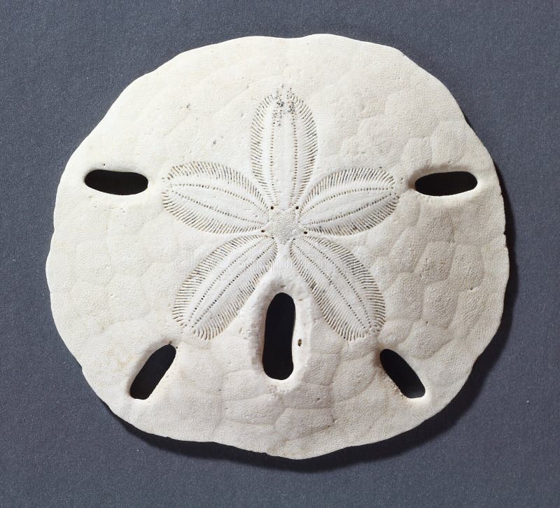 Sanddollar royaltyfri bild Sanddollar royaltyfri bild