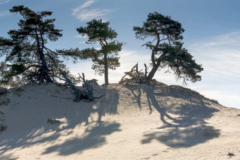 Sanddünen, kootwijkerbroek, die Niederlande lizenzfreies stockfoto Sanddünen, kootwijkerbroek, die Niederlande lizenzfreies stockfoto