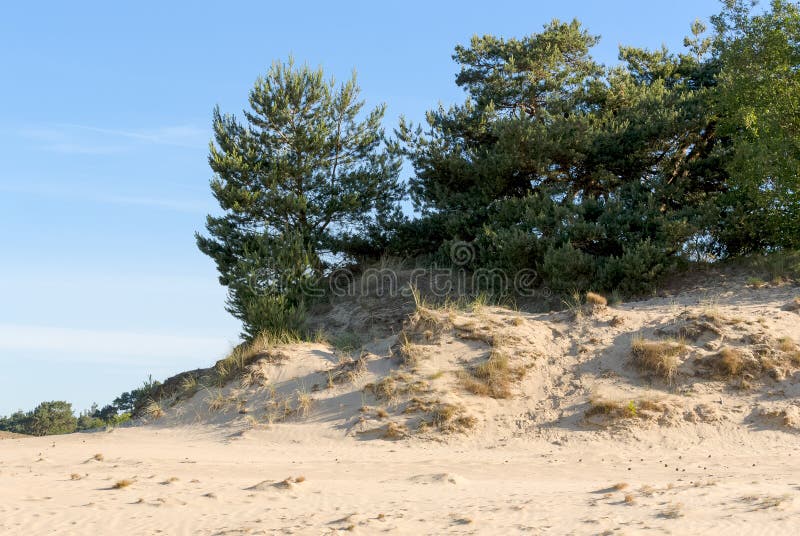 Sanddünen kootwijkerbroek, die Niederlande stockfotografie Sanddünen kootwijkerbroek, die Niederlande stockfotografie