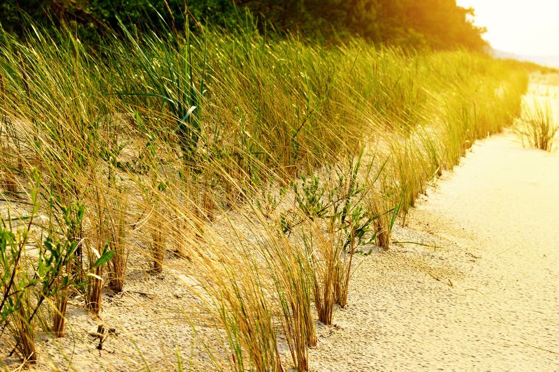 Sanddünestabilisierung Europäische Strandhafergras Ammophila-Arenaria, die auf Dünen am Ostseeufer wächst lizenzfreies stockbild Sanddünestabilisierung Europäische Strandhafergras Ammophila-Arenaria, die auf Dünen am Ostseeufer wächst lizenzfreies stockbild