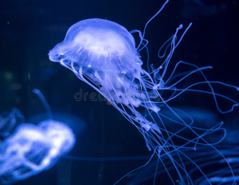 Sanderia malayensis jellyfish family Pelagiidae, native to tropical Indo-Pacific