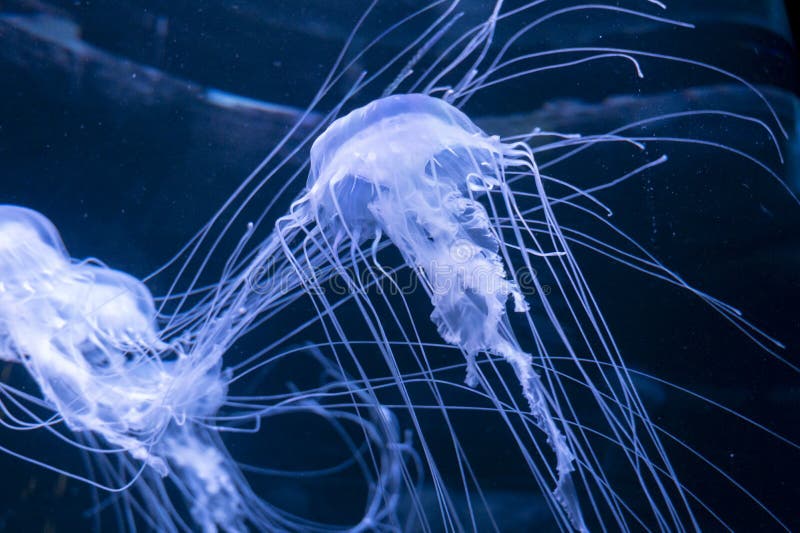 Sanderia malayensis jellyfish family Pelagiidae, native to tropical Indo-Pacific