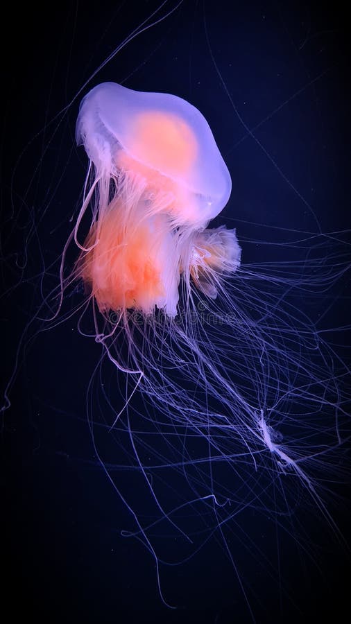 Jellyfish, Sanderia malayensis