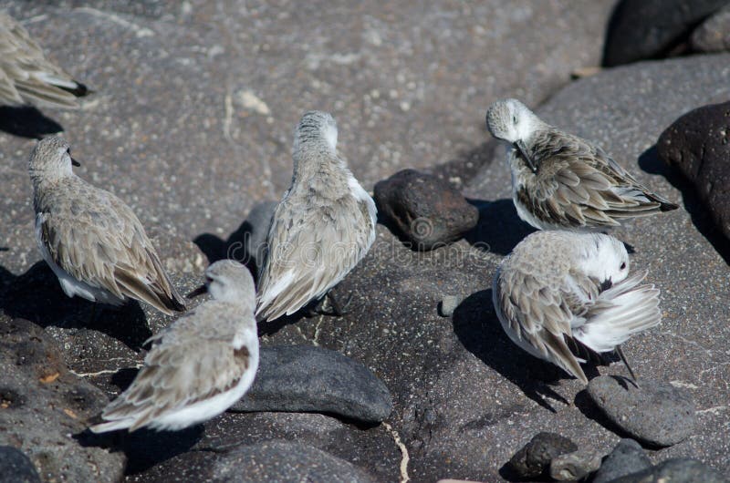 Sanderling image stock Sanderling image stock