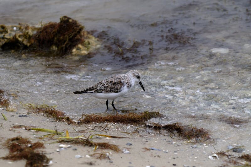 Sanderling