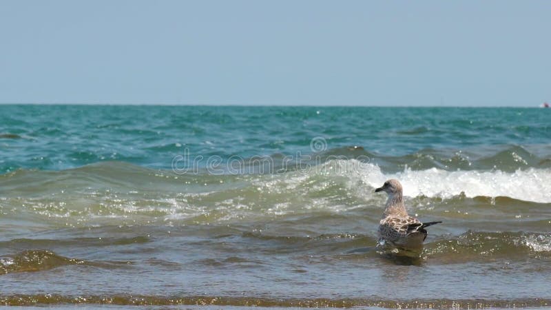 Sanderling Bird in Shallow Water of Lake Michigan, Chicago, Slow Motion 120fps