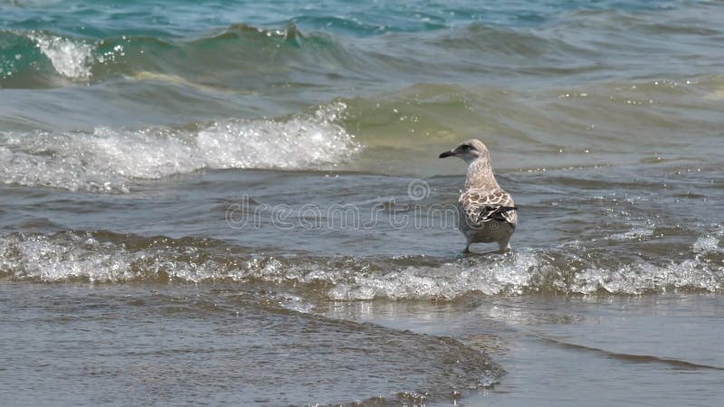 Sanderling Bird Walking by Waves, Slow Motion. Lake Michigan, Chicago