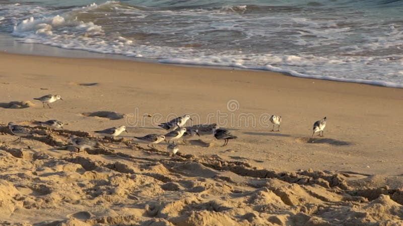 Sanderling bird walks along the sandy shore and in shallow water at beach.
