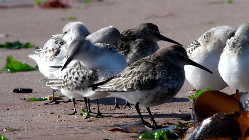 Shorebirds Birds - Sanderling, Calidris alba