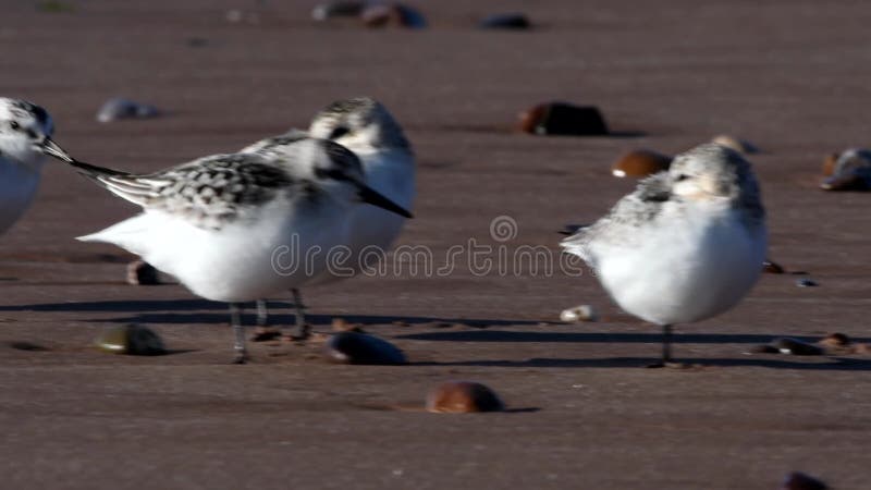 Shorebirds Birds - Sanderling, Calidris alba