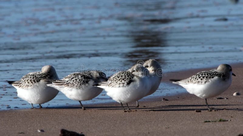 Shorebirds Birds - Sanderling, Calidris alba