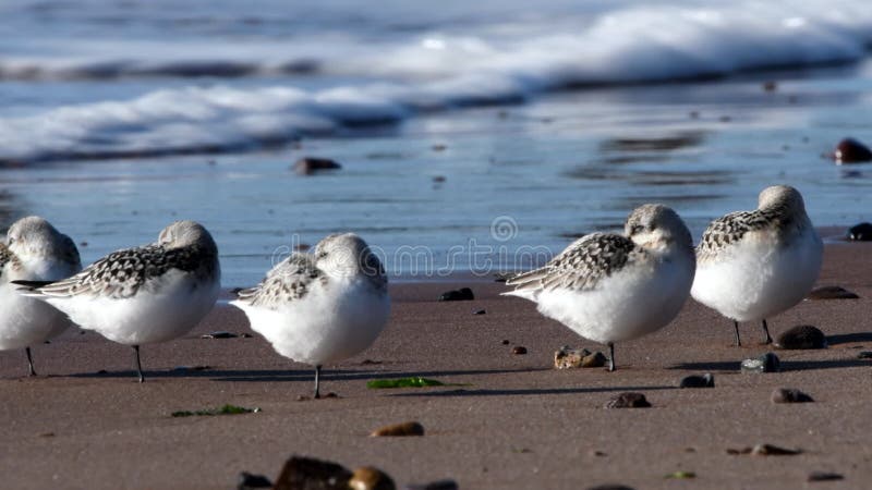 Shorebirds Birds - Sanderling, Calidris alba