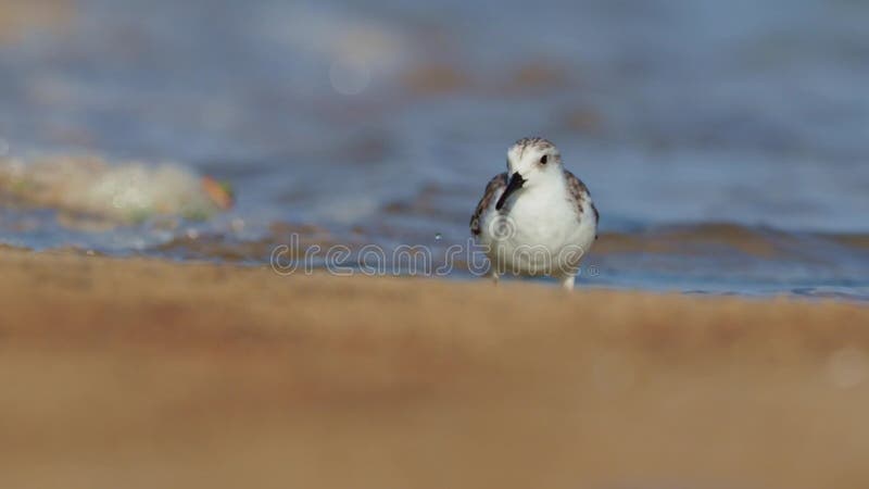 Sanderling - calidris alba walking, feeding, hunting and washing on the atlantic sandy coast. Black and white wading bird feeds on