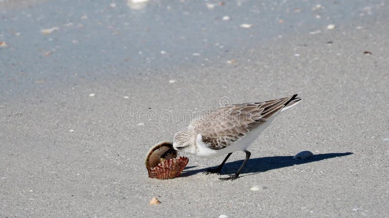 Sanderling eating a clam on a sandy beach.