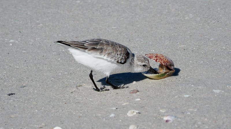 Sanderling eating a clam on a sandy beach.