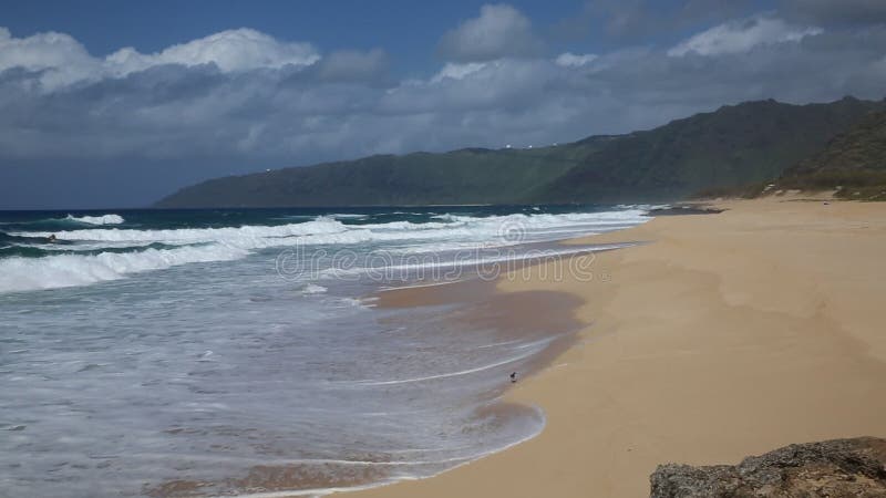 Sanderling running on Keaau Beach, Oahu