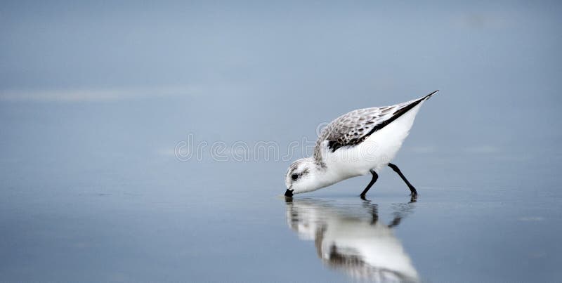 Sanderling wading shore bird on Hilton Head Island Beach, South Carolina. The sanderling, Calidris alba, is a long distance migrant Arctic breeder. Blue water beach of the Atlantic Ocean. Sanderling wading shore bird on Hilton Head Island Beach, South Carolina. The sanderling, Calidris alba, is a long distance migrant Arctic breeder. Blue water beach of the Atlantic Ocean.