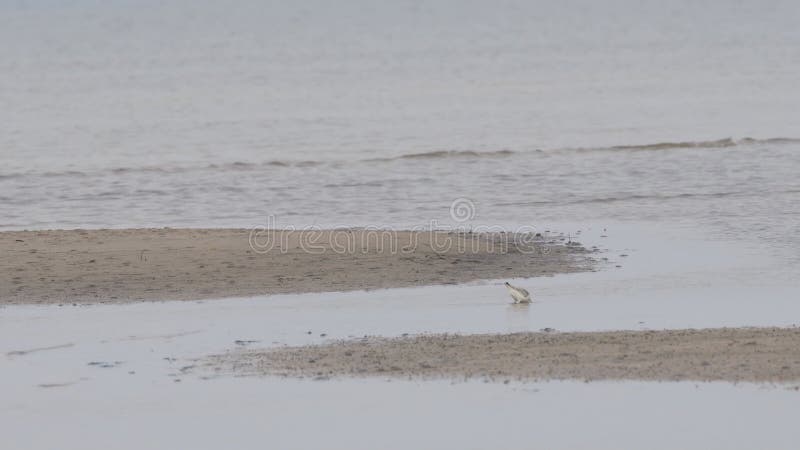 Sanderling searching for food on a foggy morning on the beach