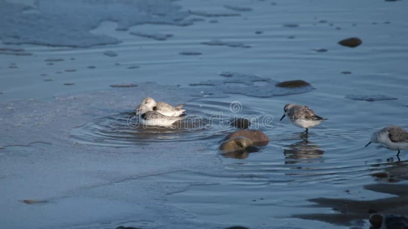 The sanderling is a small wading bird.