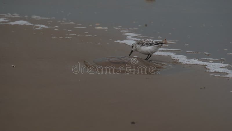 A sanderling walks along the shore against the backdrop of a wave. Close up