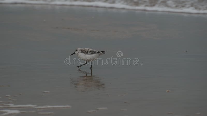 A sanderling walks along the shore against the backdrop of a wave.