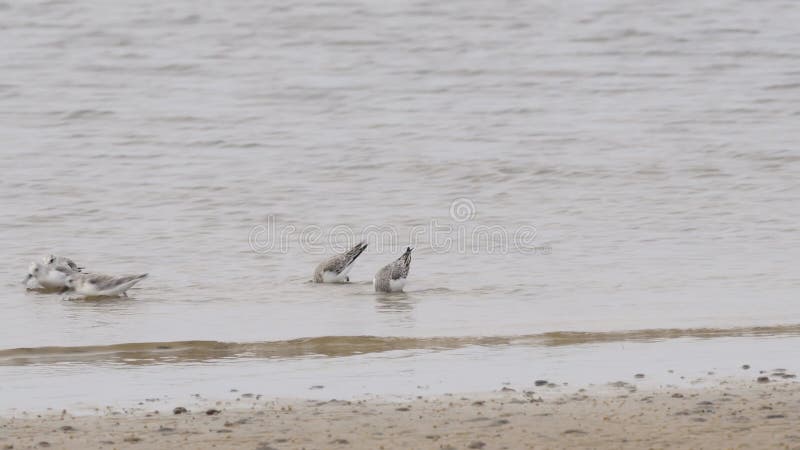 Sanderlings birds running along shoreline searching for food