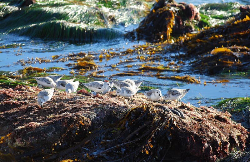 Sanderlings (Calidris alba) feeding along the shore in Laguna Beach, California.