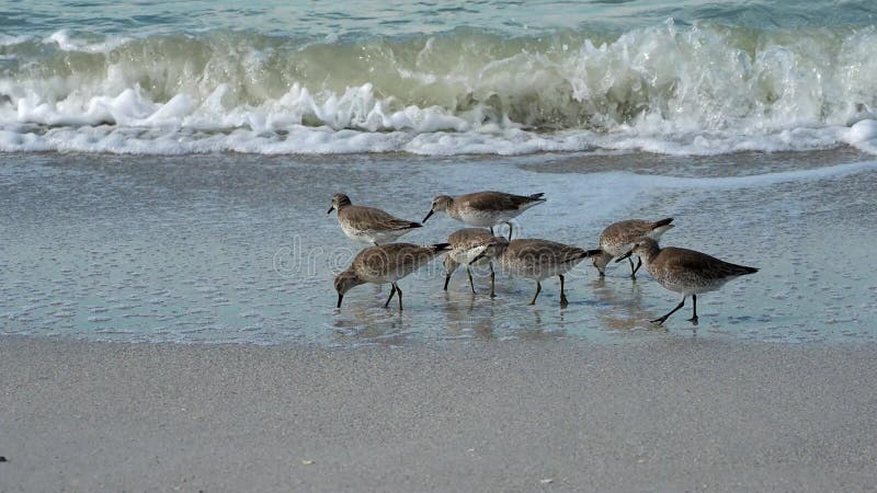 Sanderlings  Calidris alba feeding on a beach.