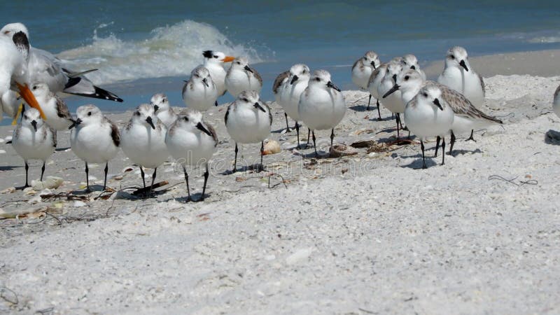 Sanderlings Calidris alba resting on a beach.